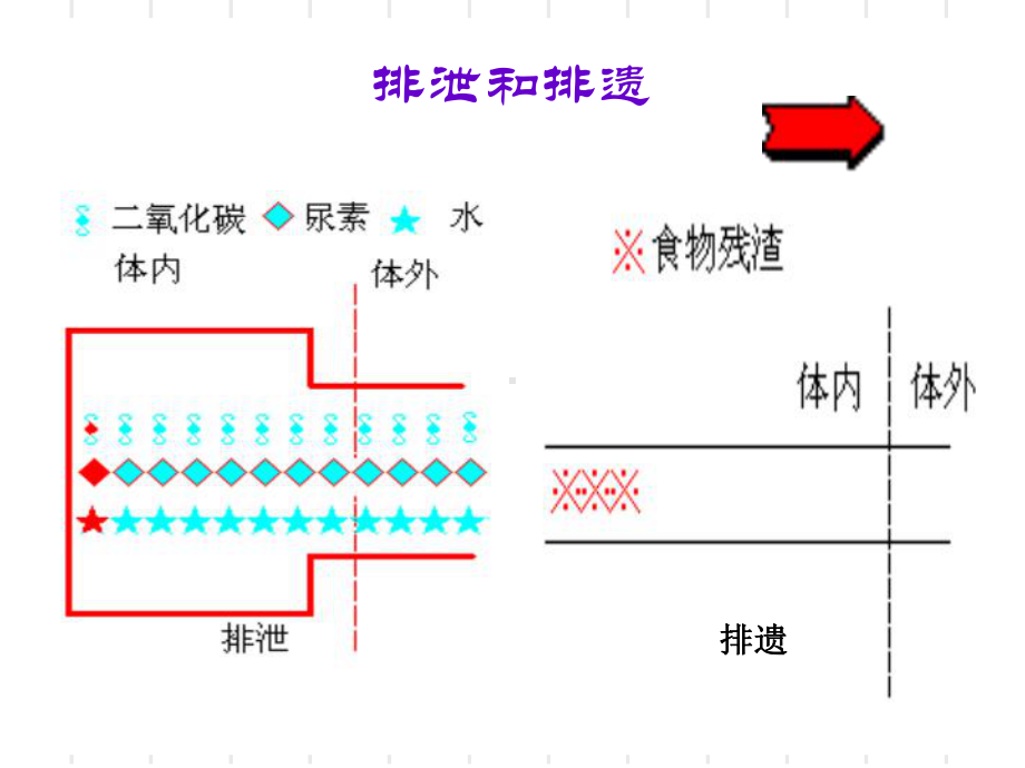 人体内废物的排出全面版课件.ppt_第3页