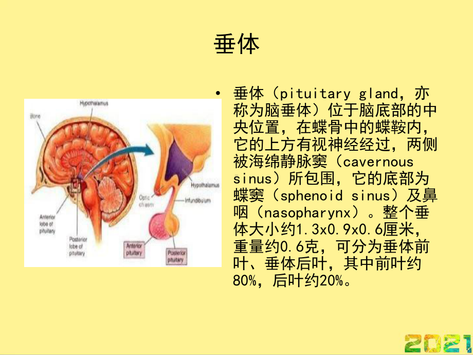 垂体发育异常完整课件.ppt_第2页