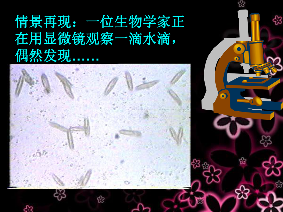 单细胞生物结论课件.ppt_第2页