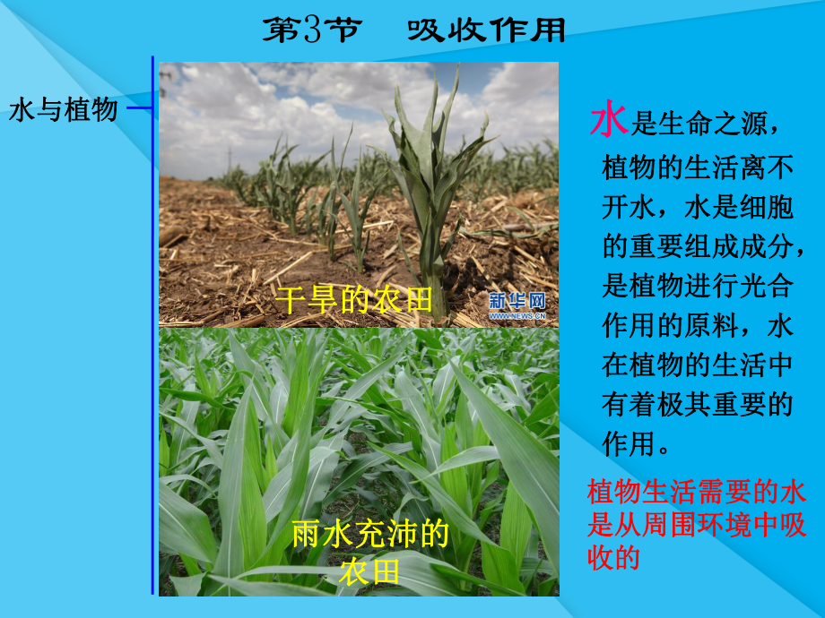 吸收作用PPT课件6(5份打包)-北师大版优秀课件.pptx_第2页