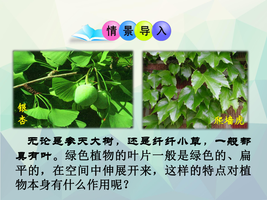 优选第二节植物光合作用的场所课件.pptx_第2页