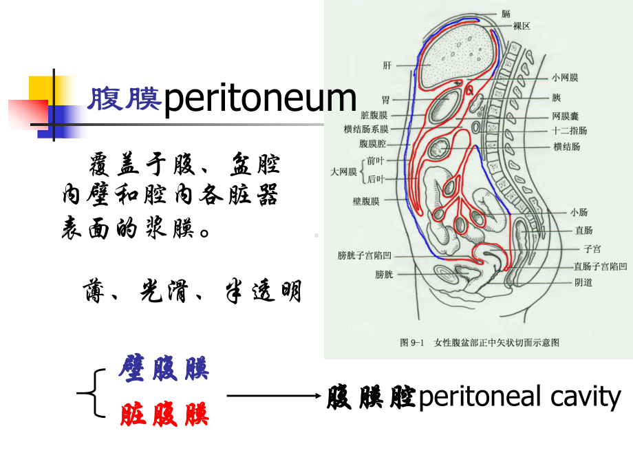 医学课件生理学-腹膜(网络版Z).ppt_第2页