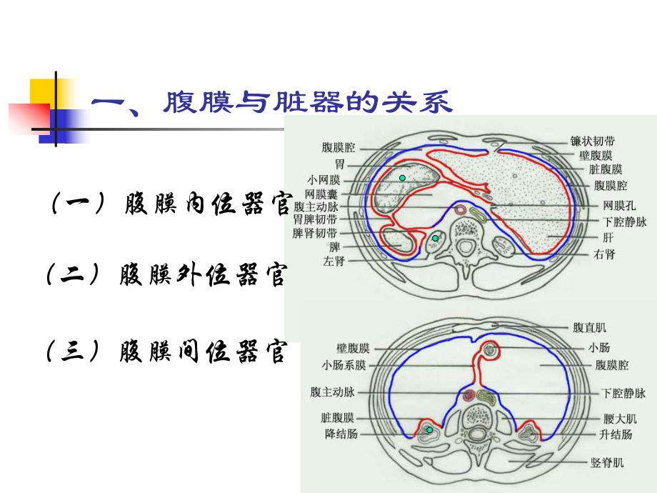 医学课件生理学-腹膜(网络版Z).ppt_第3页