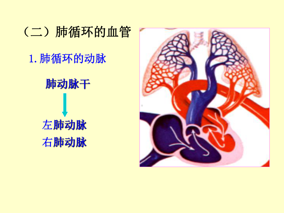 人体解剖学循环系统动、静脉、淋巴聂-课件(2).ppt_第2页