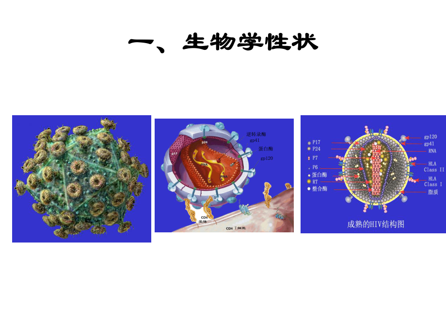 人类免疫缺陷病毒概述课件.ppt_第2页