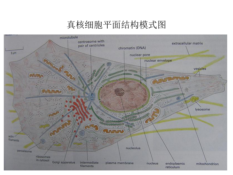 大学细胞生物学-第五章--细胞的内膜系统.课件.ppt_第3页