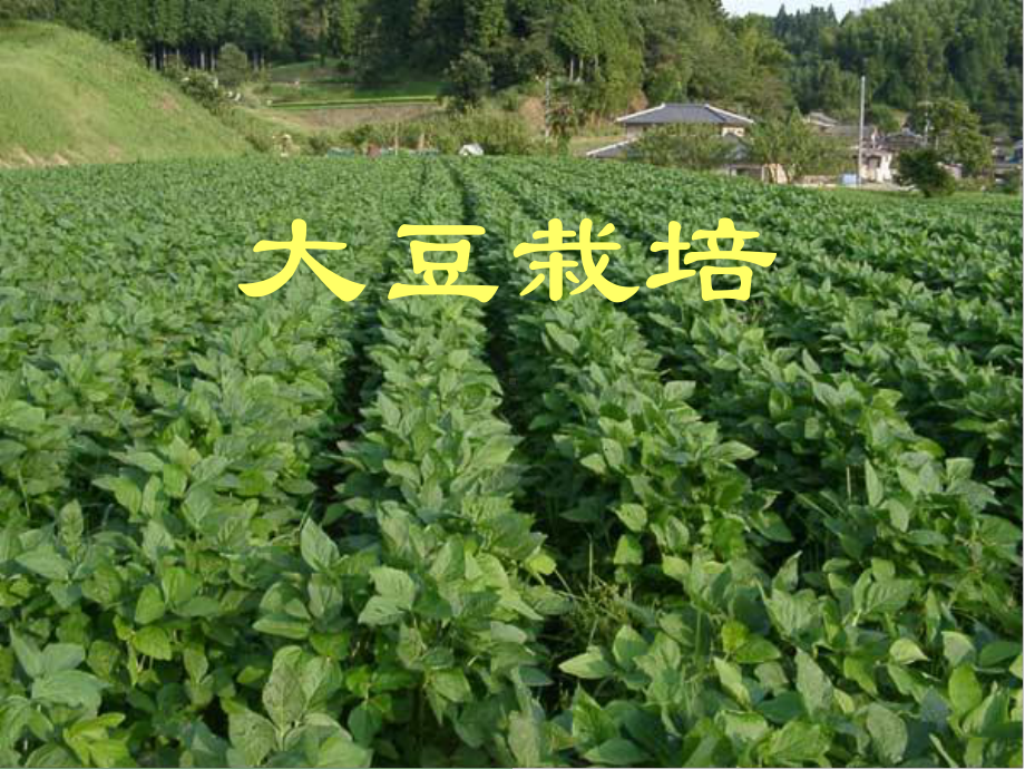 大豆栽培讲义课件.ppt_第1页