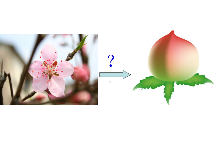 受精和种子、果实的的形成课件.ppt_第2页