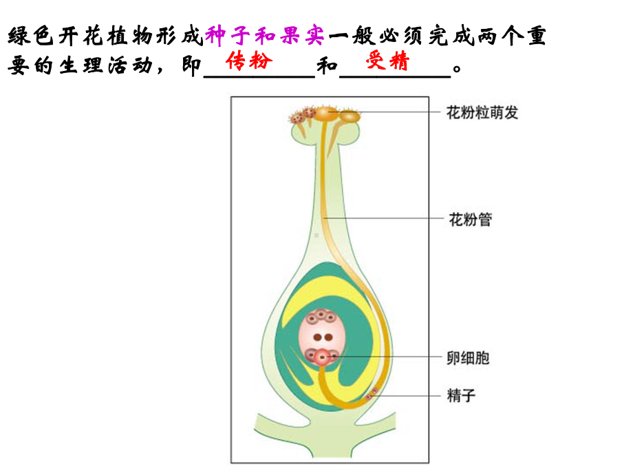 受精和种子、果实的的形成课件.ppt_第3页