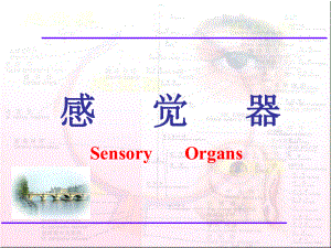 人体解剖学-感觉器、眼课件.ppt