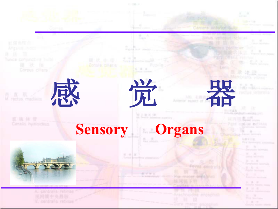 人体解剖学-感觉器、眼课件.ppt_第1页