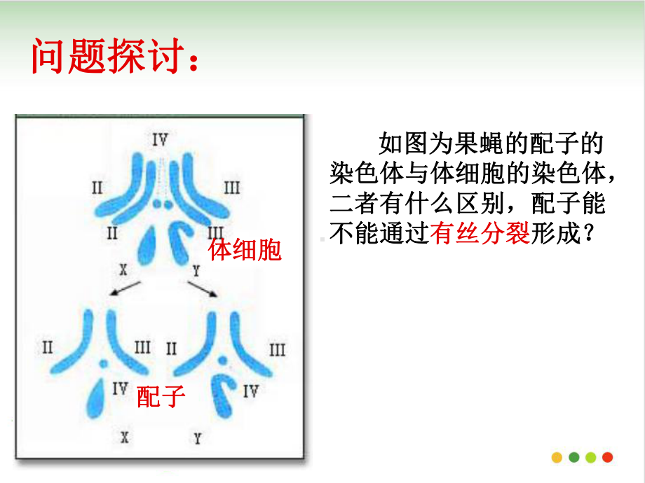 人教版减数分裂PPT课件.pptx_第2页