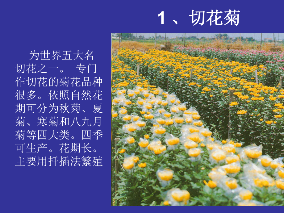 场常用鲜切花课件.ppt_第2页