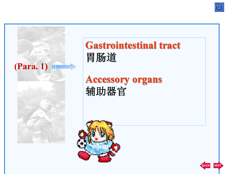 双语医学课件2-消化系统The-Digestive-System.ppt_第2页