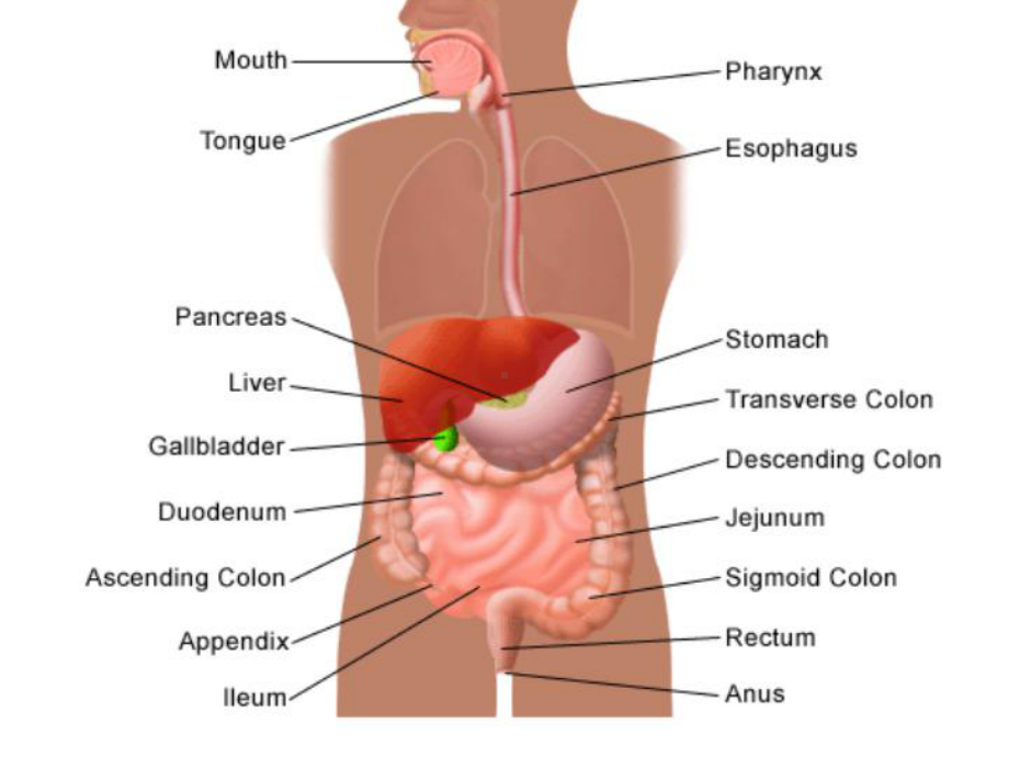 双语医学课件2-消化系统The-Digestive-System.ppt_第3页