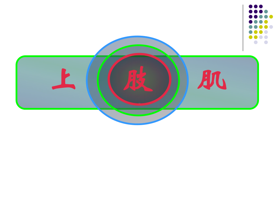 人体解剖学上肢肌课件2.ppt_第3页