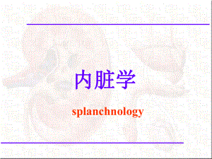 人体解剖学-消化系统及腹膜课件.ppt