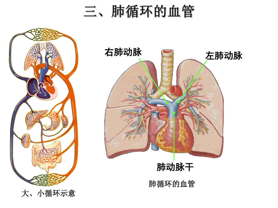 体循环肺循环概述课件.ppt_第1页