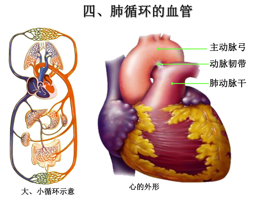 体循环肺循环概述课件.ppt_第2页