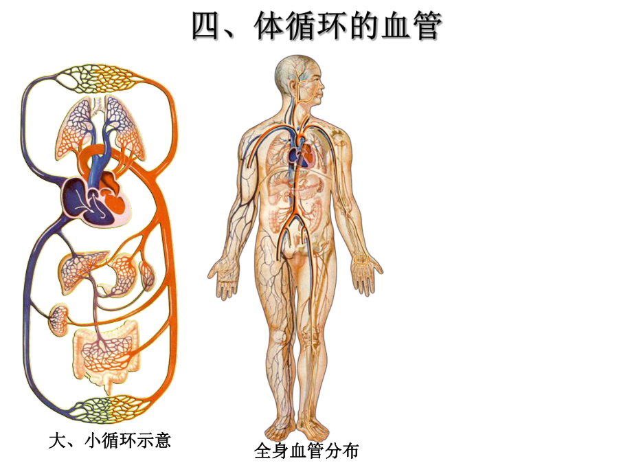 体循环肺循环概述课件.ppt_第3页