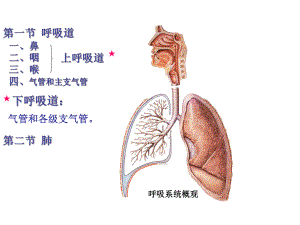 呼吸道基本结构课件.ppt