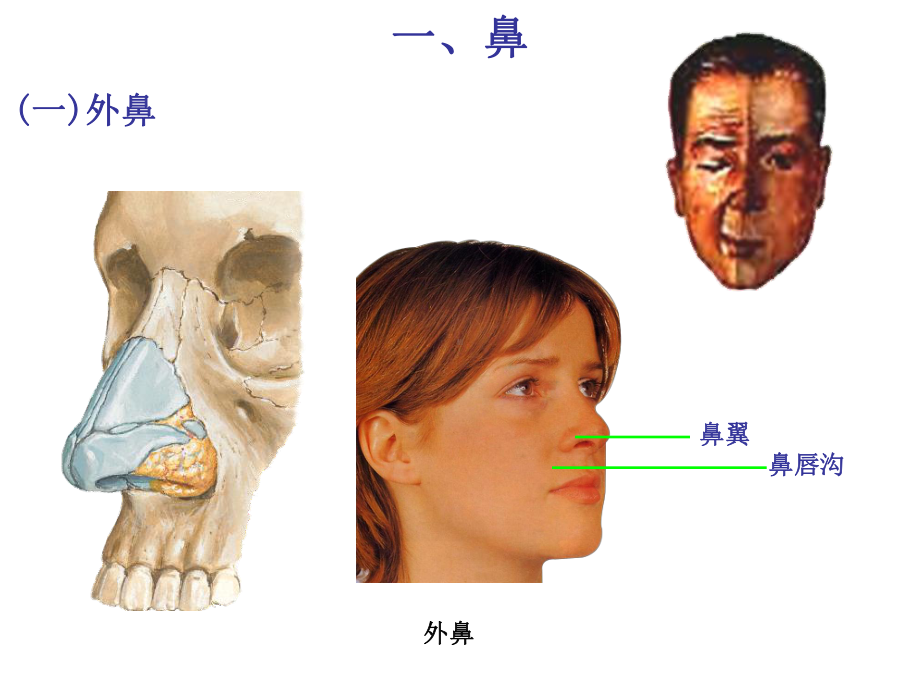 呼吸道基本结构课件.ppt_第2页