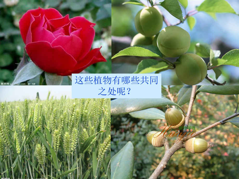 华师大版七级下册科学第七章植物的无性生殖(共34张)课件.pptx_第2页