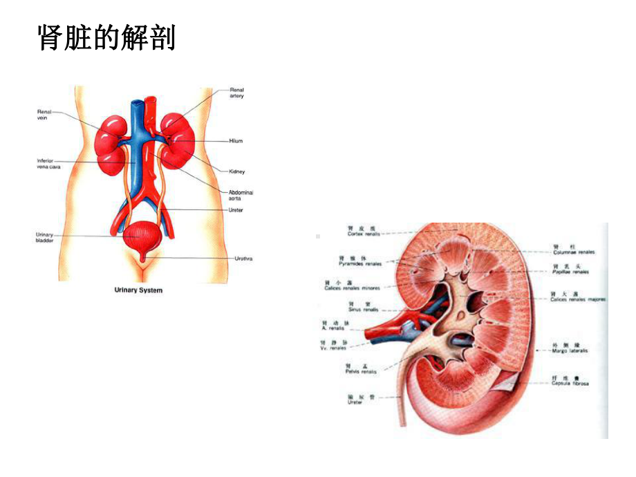 人体生理学第八章尿的生成和排出-PPT课件.ppt_第3页