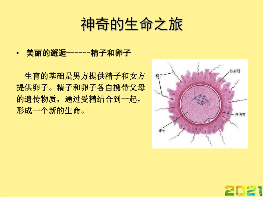 孕期保健注意事项完整课件.ppt_第3页