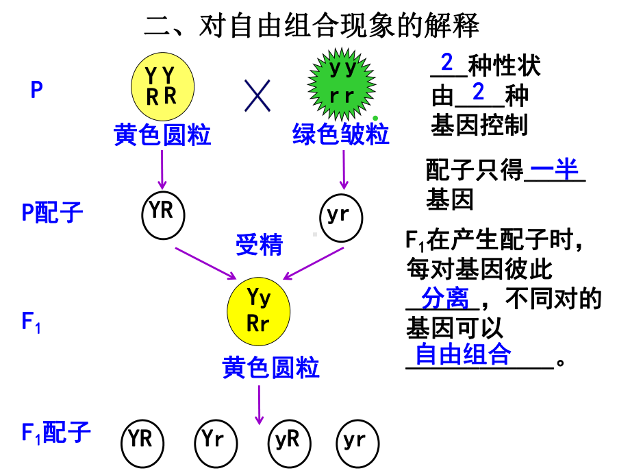 孟德尔定律之二自由组合定律课件.ppt_第3页