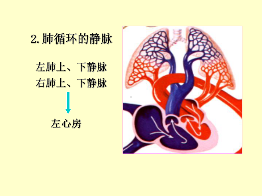 人体解剖学循环系统动、静脉、淋巴-38页PPT课件.ppt_第3页