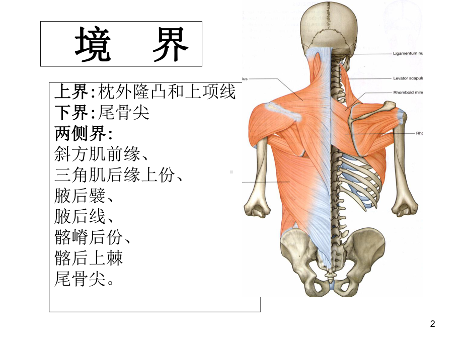 临床解剖临床脊柱区课件.ppt_第2页