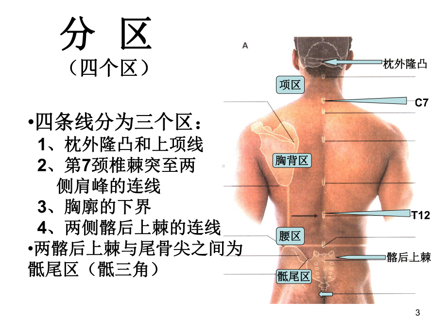 临床解剖临床脊柱区课件.ppt_第3页