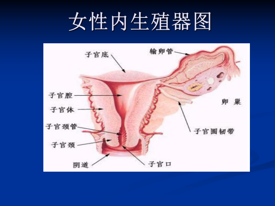 女性生殖健康MicrosoftPowerPoint演示文稿课件.ppt_第1页