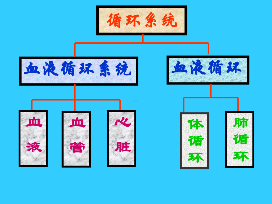 体内物质的运输全面版课件.ppt_第3页