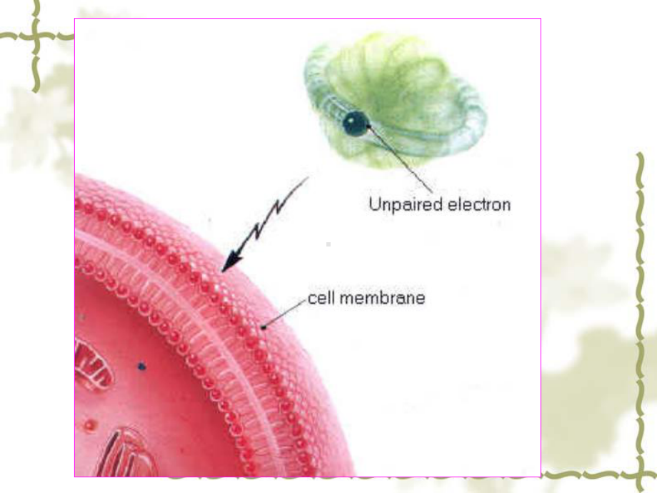 临床生化自由基NO生物学课件.ppt_第3页