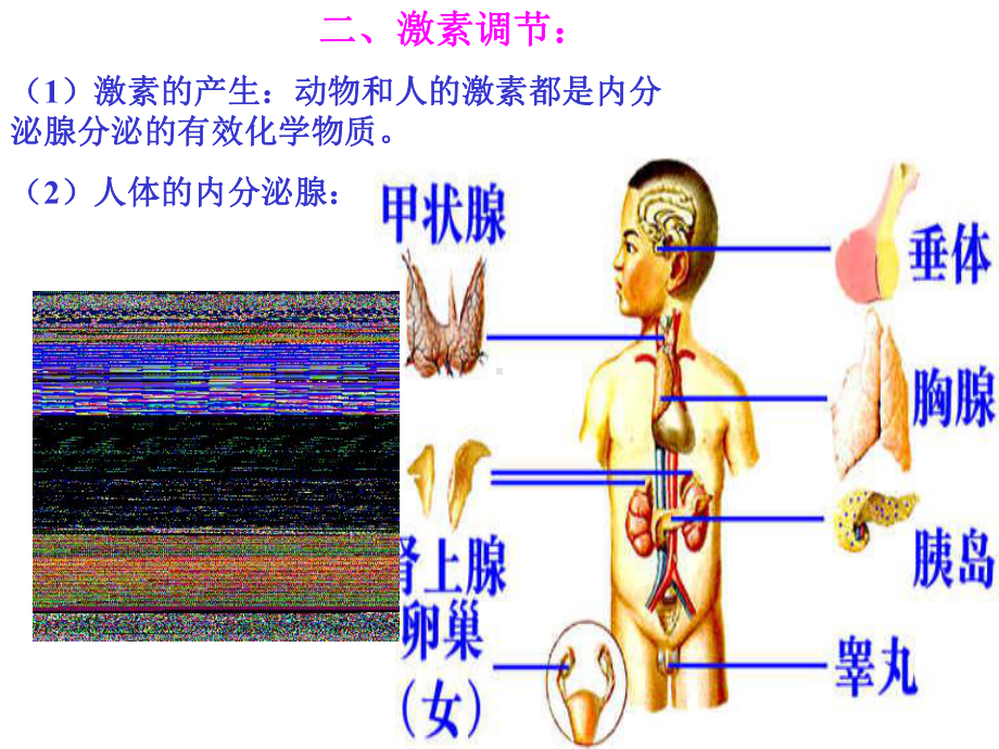 体液调节(3)全面版课件.ppt_第3页