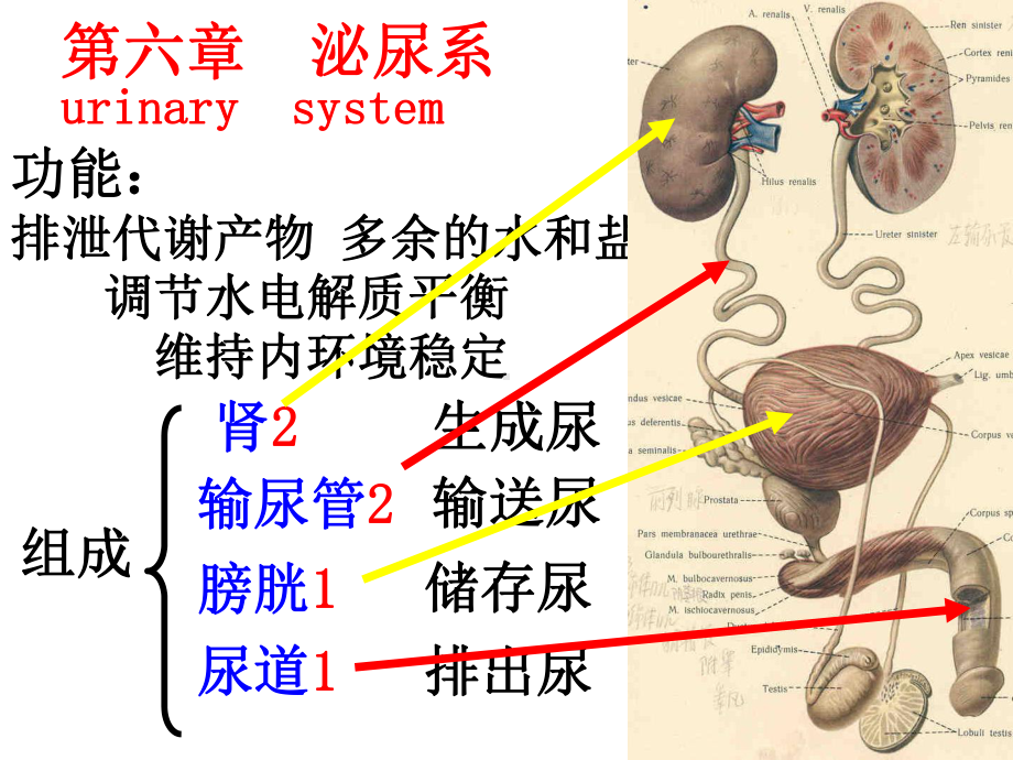 人体解剖学第六章泌尿系统课件.ppt_第3页