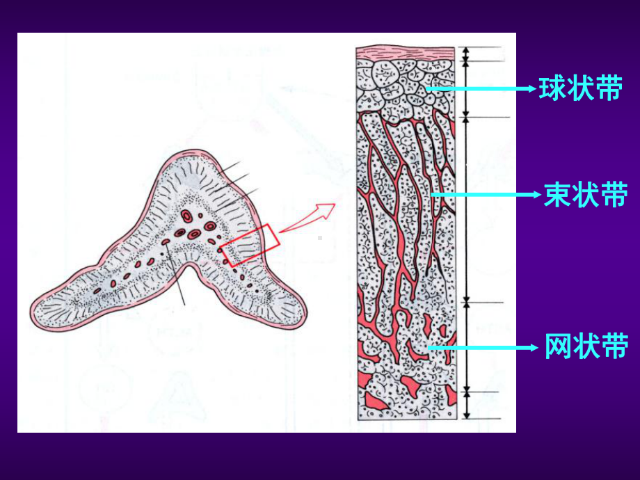 医学课件肾上腺皮质激素ppt课件.ppt_第3页