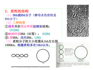 原核生物的质粒概述课件.pptx