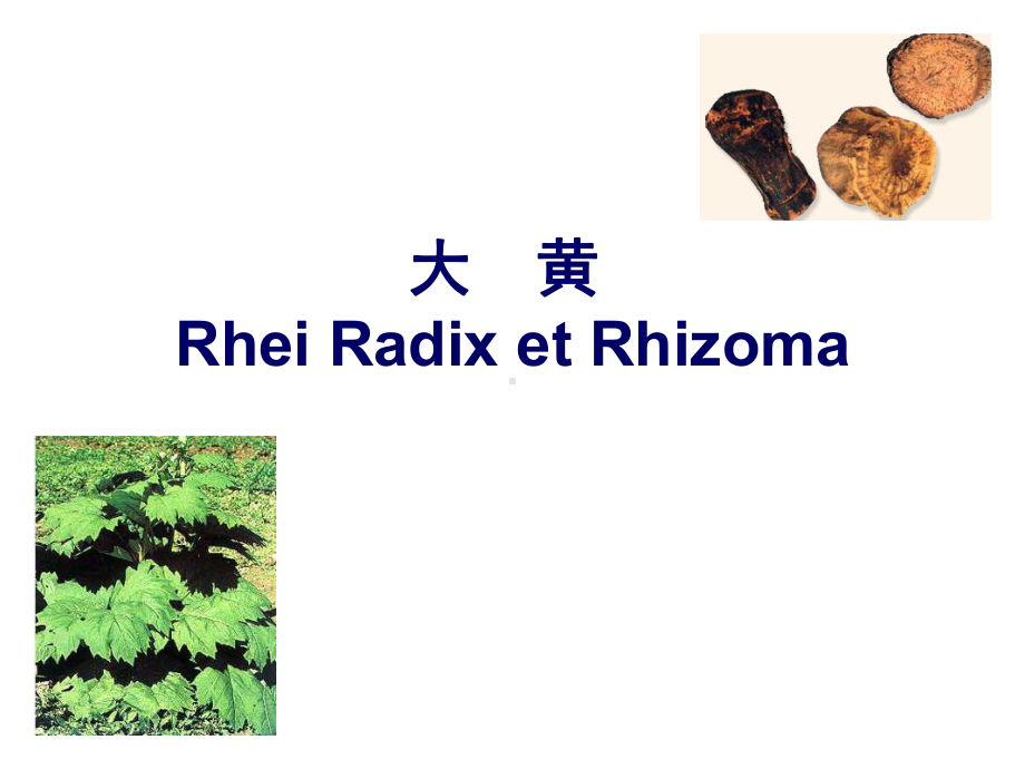 大黄 Rhei Radix et Rhizoma共87张幻灯片.ppt_第1页