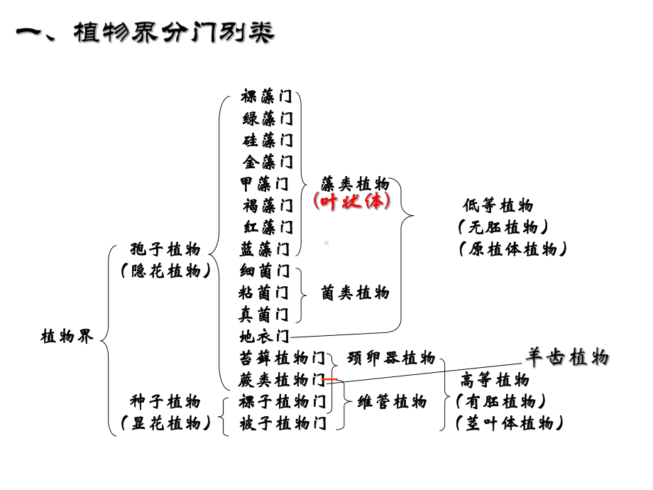 奥赛冲刺第3轮：考点串讲植物系统学课件.ppt_第2页