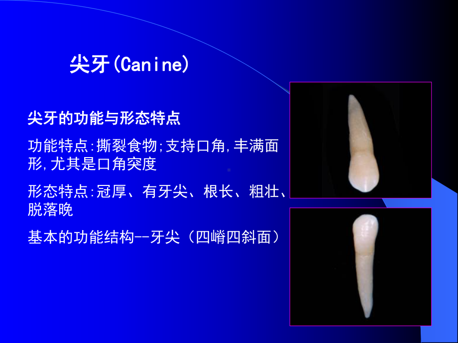 口腔解剖生理学课件03.pptx_第1页