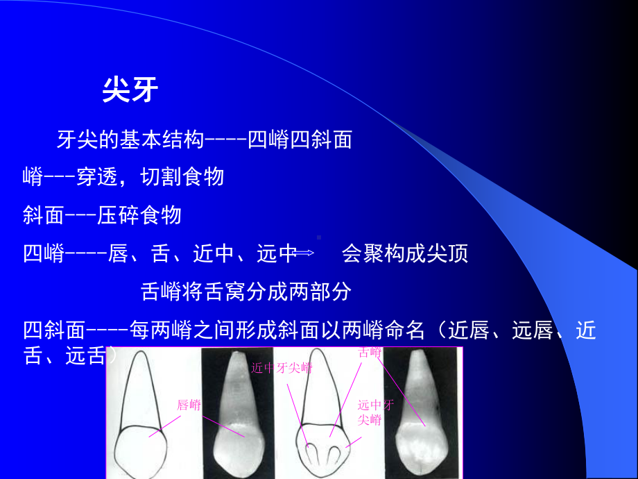 口腔解剖生理学课件03.pptx_第3页