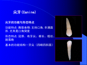 口腔解剖生理学课件03.pptx