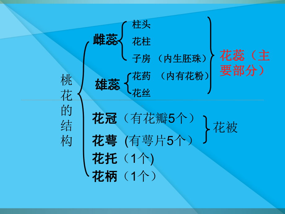 地面上的植物PPT课件6-苏科版优秀课件.ppt_第3页