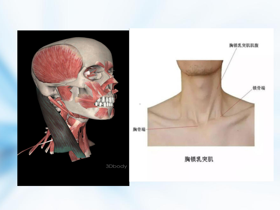 促进头部控制能力课件.pptx_第3页