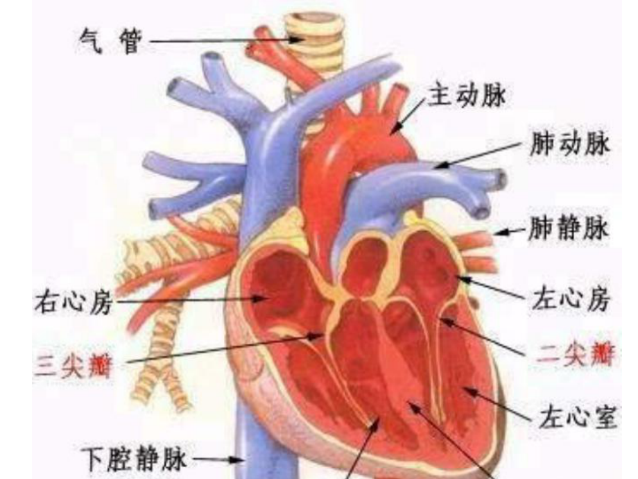 二尖瓣狭窄2课件.ppt_第1页