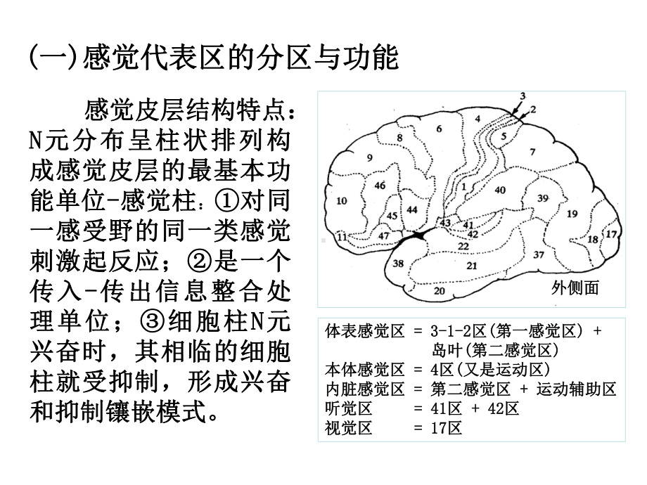 大脑皮层的感觉分析功能概述课件.ppt_第1页