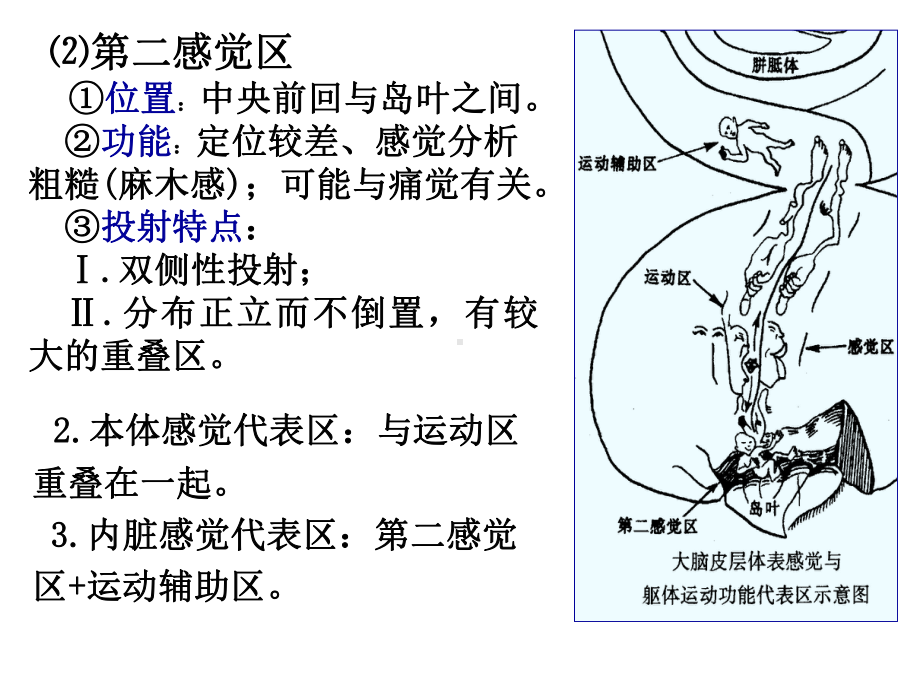 大脑皮层的感觉分析功能概述课件.ppt_第3页